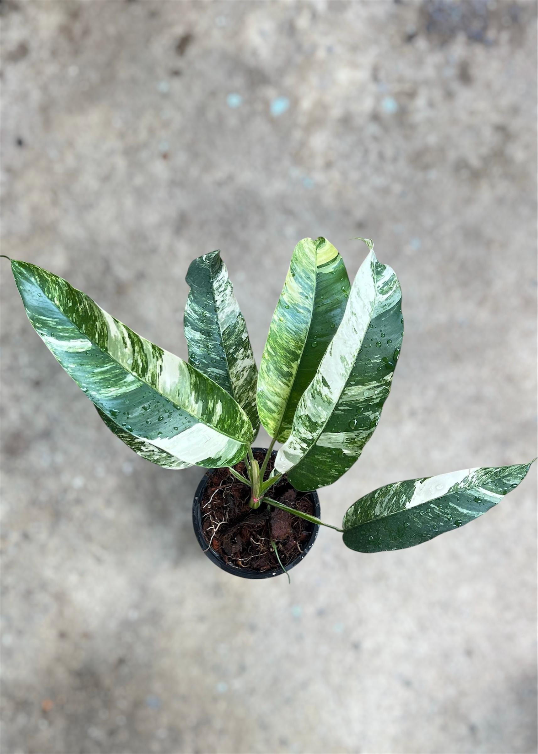 Epipremnum giganteum variegated - Etsy 日本