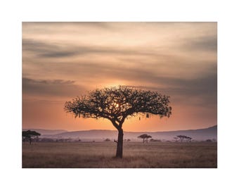 African Sunset Acacia Tree Canvas Print | Safari Landscape Nature Photography Decor