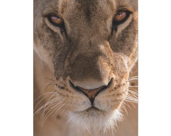 Cuadro de leona / Lámina de fauna africana / Decoración safari en tonos neutros