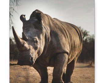 Lienzo con imagen de rinoceronte / Fotografía de fauna africana, decoración de safari, arte mural de naturaleza