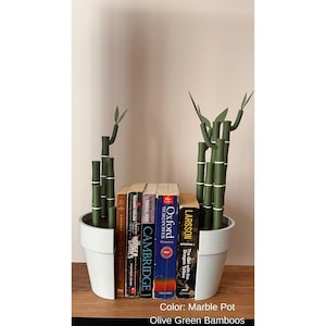 May include: A pair of marble pots holding olive green bamboo stalks, flanking a row of books. The books include titles like "The Hunger Games" and "Oxford Wordpower." The bamboo has white accents.