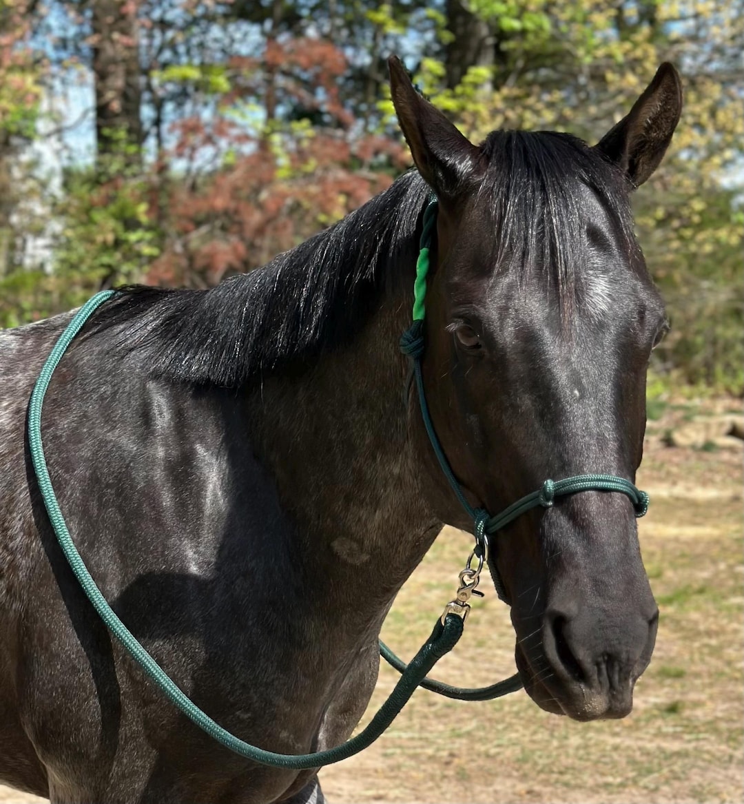 Bit Less Rope Halter Bitless Rope Bridle/halter - Etsy