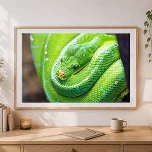 May include: A framed print showing a close-up of a bright green snake in a coiled pose. The snake's scales have a detailed texture, and its eyes are visible. The artwork is presented in a light-coloured wooden frame.