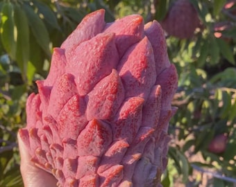 Red Atemoya Seeds – Rare Tropical Fruit Tree, Exotic Ceylon Fruit for Planting