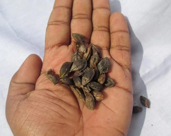 Coral Jasmine Seeds, Night Flowering Parijata, Garden Plant,ceylon seeds