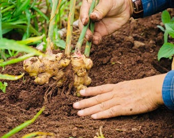 Organic Ginger Rhizomes for Planting | Fresh Seed Ginger Root, Zingiber officinale Ceylon