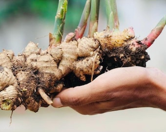 Ceylon Organic Ginger Rhizomes for Planting | Fresh Seed Ginger Root, Zingiber officinale