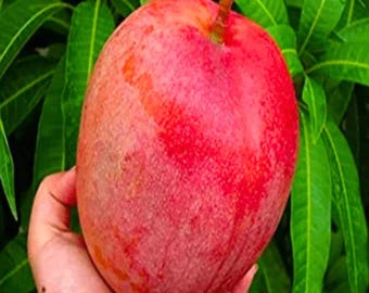 Miyazaki Mango Seeds | Rare Japanese Red Fruit Tree Seeds