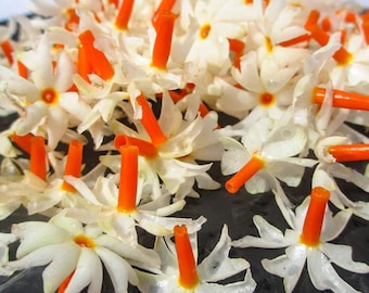 Coral Jasmine Seeds, Night Flowering Parijata, Garden Plant,ceylon seeds