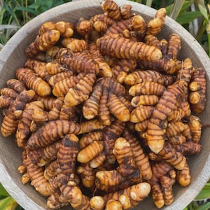Puede incluir: Un cuenco de madera grande lleno de un montón de raíces de cúrcuma frescas y crudas. Las raíces son nudosas, cilíndricas y presentan una piel distintiva de color dorado anaranjado a marrón con crestas horizontales y secciones segmentadas.