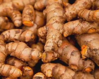 Fresh Turmeric Root for Planting from ceylon nodes