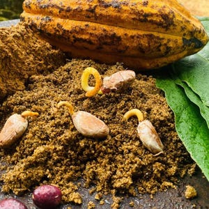 Cacao seeds - Etsy 日本