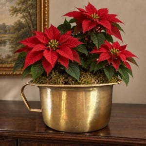 May include: A vibrant red poinsettia plant with deep green leaves potted in a polished brass basin featuring a single side handle. The base of the plant is covered with natural green moss, and the brass container has a smooth, metallic finish.