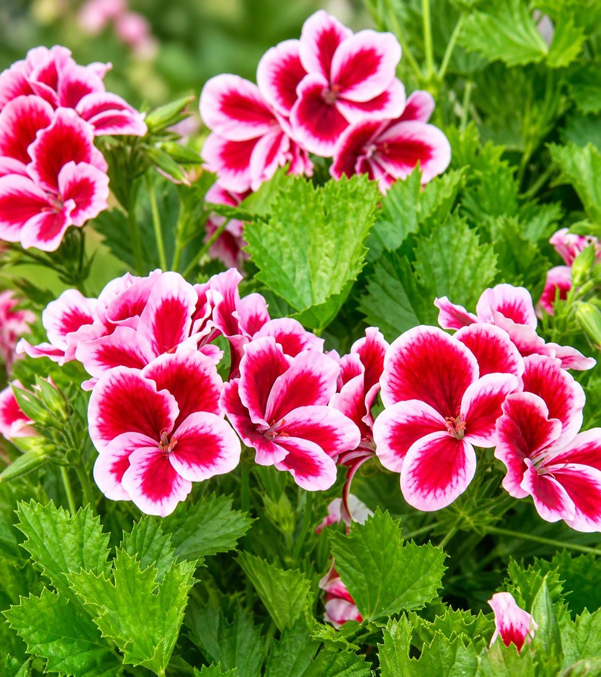 25+ Martha Washington Geranium Seeds for Garden Planting - Etsy