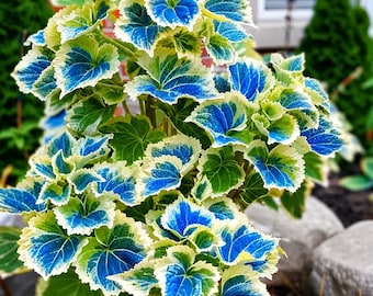 May include: A vibrant plant with large, textured leaves. The leaves display a striking color palette of blue, green, and cream, creating a visually appealing contrast. The plant is surrounded by rocks and greenery, suggesting an outdoor setting.