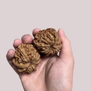 May include: Two brown walnuts with textured shells are held in a hand. The walnuts are a light brown color and have a rough, ridged surface. The hand is holding the walnuts against a plain, light background.