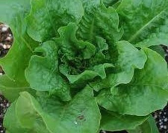 Brilliantly Vibrant Assortment of Buttercrunch Lettuce! Get them for your garden today!