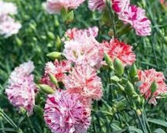 Brilliantly Vibrant Assortment of Carnation Chabaud Blend! Get them for your garden today!