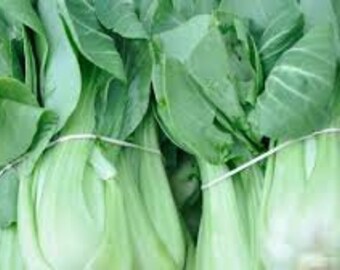 Brilliantly Vibrant Assortment of Baby Bok Choy! Get them for your garden today!