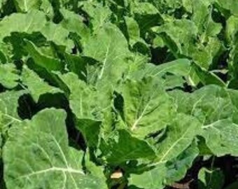 Brilliantly Vibrant Assortment of Georgia Southern Collards! Get them for your garden today!