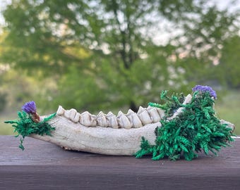 苔とワスレナグサの花をあしらった手作りの顎骨 – ミシガン湖の森で発見