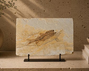 本物のナイティア魚化石：ワイオミング州グリーンリバー層、始新世