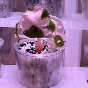 May include: A potted Alocasia Pink Princess plant with large, heart-shaped leaves. The leaves display a striking mix of pink and green variegation. The plant is in a clear plastic pot filled with white and black pebbles, set against a soft, blurred background.