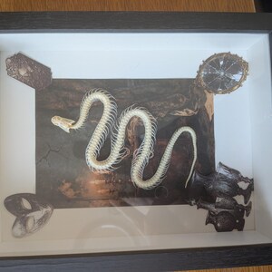 Könnte beinhalten: Ein schwarzer Schattenkastenrahmen mit einem weißen Schlangenskelett auf einem dunklen, stimmungsvollen Hintergrund. Das Display enthält ein kleines Metallschild, einen runden verzierten Rahmen, eine Maske und dunkle Glasgefäß-Silhouetten.