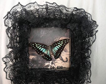 Gothic Victorian style butterfly taxidermy art