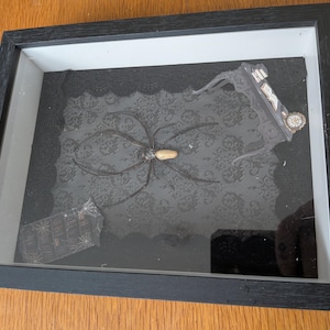 May include: A black shadow box frame containing a preserved spider with a light-coloured abdomen, positioned over a black lace-patterned background. A miniature grey table with books and a clock sits in the corner, alongside a small spiderweb-patterned tag.