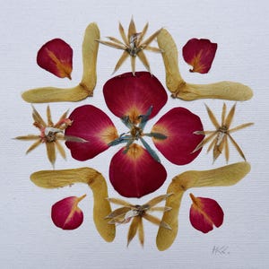 May include: A square artwork featuring a symmetrical arrangement of natural elements. Deep red rose petals and seed pods are arranged around a central point. The artwork is on a white background, with the artist's initials in the lower right corner.