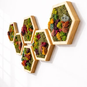 May include: A collection of six hexagon-shaped wall art pieces. Each piece features a wooden frame filled with a vibrant mix of preserved moss in shades of green, red, orange, and yellow. The art pieces are mounted on a white wall.
