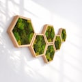 Hexagon Moss Wall Art, Preserved Green Decor, Wooden Frames, Biophilic Design product logo