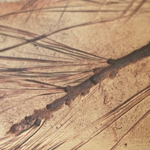 May include: Close-up of a brown tree branch with dark brown needles. The branch has small, dark buds and is set against a light brown background. The needles are long and thin, creating a textured appearance.