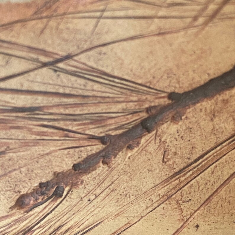 May include: Close-up of a brown tree branch with dark brown needles. The branch has small, dark buds and is set against a light brown background. The needles are long and thin, creating a textured appearance.