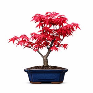 May include: A bonsai tree with vibrant red maple leaves and a textured brown trunk, planted in a rectangular, deep blue ceramic pot filled with dark soil. The tree features multiple branches extending outward, showcasing the distinct leaf shape.