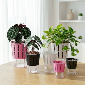 May include: A collection of self-watering planters in pink, black, and white, featuring a slotted inner pot and a clear outer reservoir. Two planters contain green foliage plants with brown clay pebbles, while three empty planters are arranged nearby.