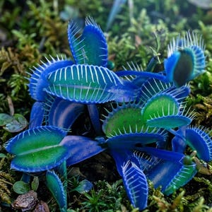 May include: A vibrant Venus flytrap plant featuring multiple hinged leaves with bright blue and green coloration. Each leaf is lined with sharp, white, hair-like cilia along the edges, creating a distinct contrast against the deep blue foliage.