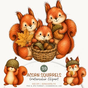 Puede incluir: Una ilustración digital con tres ardillas naranjas, una sosteniendo una hoja de arce amarilla y otras dos con bellotas. Una cesta tejida llena de bellotas está en el centro. El texto dice 39 ACORN SQUIRRELS Watercolor Clipart 300 DPI 4096X4096 PX PNG & JPG FORMAT | COMMERCIAL USE.