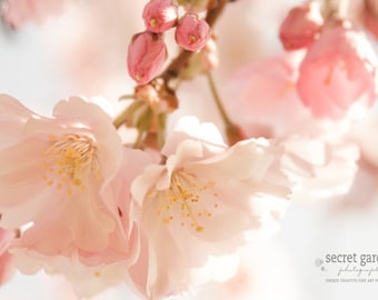 home decor, wall art, fine art photography, pretty photograph, nature photo, pink, spring, blossom, bokeh, flower print, gifts for her