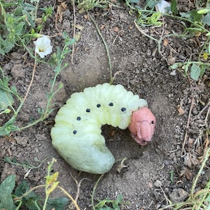 May include: A C-shaped grub figurine with a translucent pale green segmented body, small black lateral spots, and a solid pink head. The object is resting on dark brown soil surrounded by small green plants and white morning glory flowers.