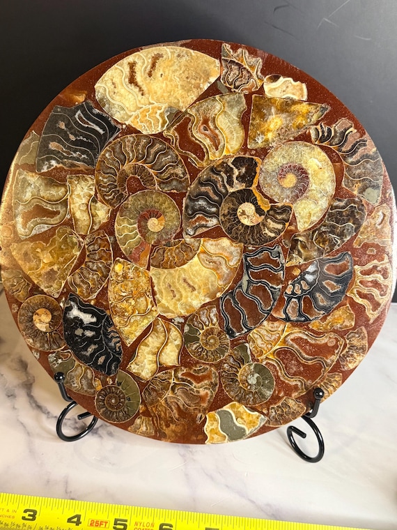 10” Ammonite Fossil Mosaic Plate with Stand | Natural Ammonite Decor | Fossil Wall Art | Collector Gift | Unique Home Decor
