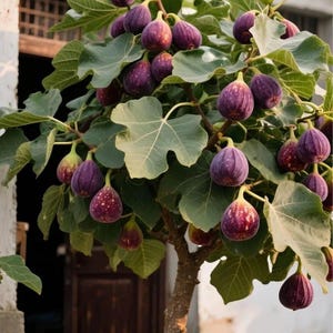 May include: A fig tree laden with ripe figs. The figs are a deep purple color with speckled skin, hanging among large, green, lobed leaves. The tree's trunk is visible, and the background is blurred.