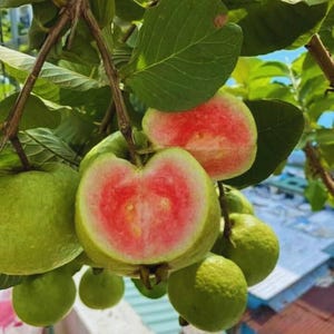May include: A close-up of a guava tree branch with several green guavas and leaves. One guava is cut open, revealing a vibrant pink interior. The fruit is partially exposed, showing the texture and color of the flesh.
