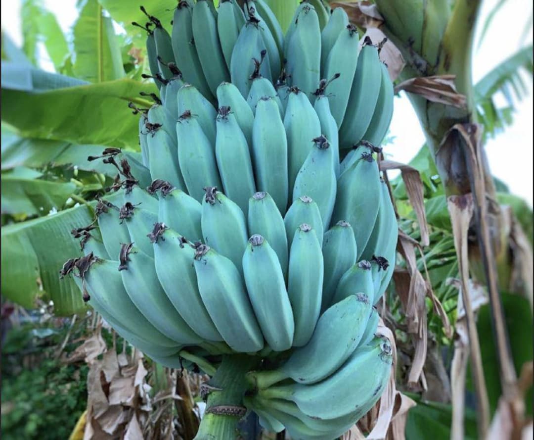 Blue Java Ice Cream Banana Tree – Live Musa Plant With Vanilla Flavor ...
