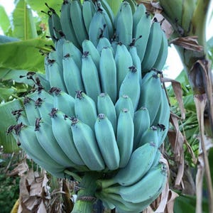 May include: A large bunch of unripe bananas, displaying a pale green hue. The bananas are clustered together, with visible stems and a few dried, brown tips. The background features lush green leaves and a portion of a banana tree trunk.