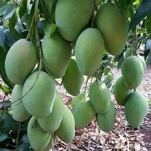 May include: A cluster of unripe green mangoes hanging from a tree branch. The oval-shaped fruits are various sizes and are surrounded by green leaves. The ground is covered in dry leaves and twigs.