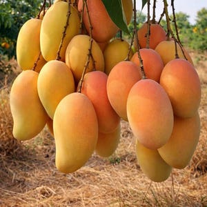 May include: A large cluster of ripe mangoes hanging from a tree branch. The fruits exhibit a gradient of colors ranging from vibrant yellow to deep orange and reddish-pink hues. The mangoes are oval-shaped with smooth skins and are attached to thin stems.