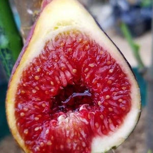 May include: A halved fresh fig showing a vibrant deep red, pulpy interior filled with small seeds and a glistening center. The outer skin is a gradient of dark purple and green, revealing the soft, moist texture of the fruit's inner flesh.
