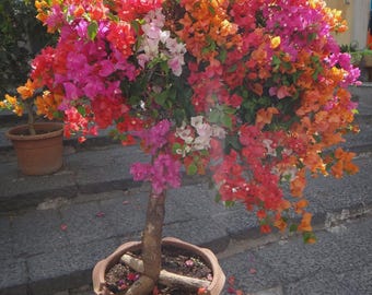 Phoenix Bougainvillea ‘凤凰’ – Rare Color Changing Tropical Vine Plant